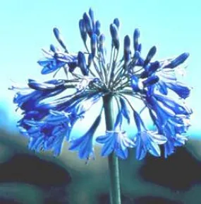 Agapanthus campanulatus - Indigenous South African Flowering Bulb - 10 Seeds