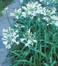 Agapanthus praecox Dwarf White - Indigenous South African Flowering Bulb - 10 Seeds