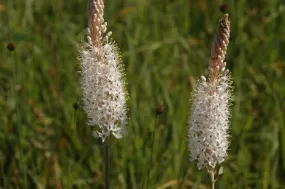 Bulbinella cauda-felis - Indigenous South African Bulb - 10 Seeds