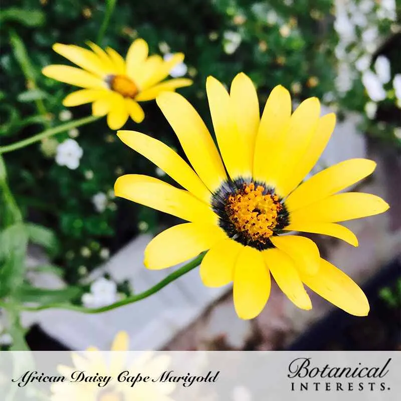 Cape Marigold African Daisy Seeds