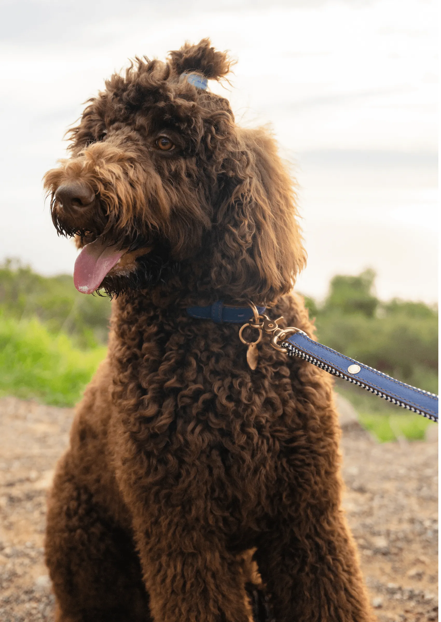 Everyday Leather Dog Leash | Blue Snoop