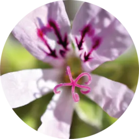 Geranium Lemon Essential Oil - Living Libations