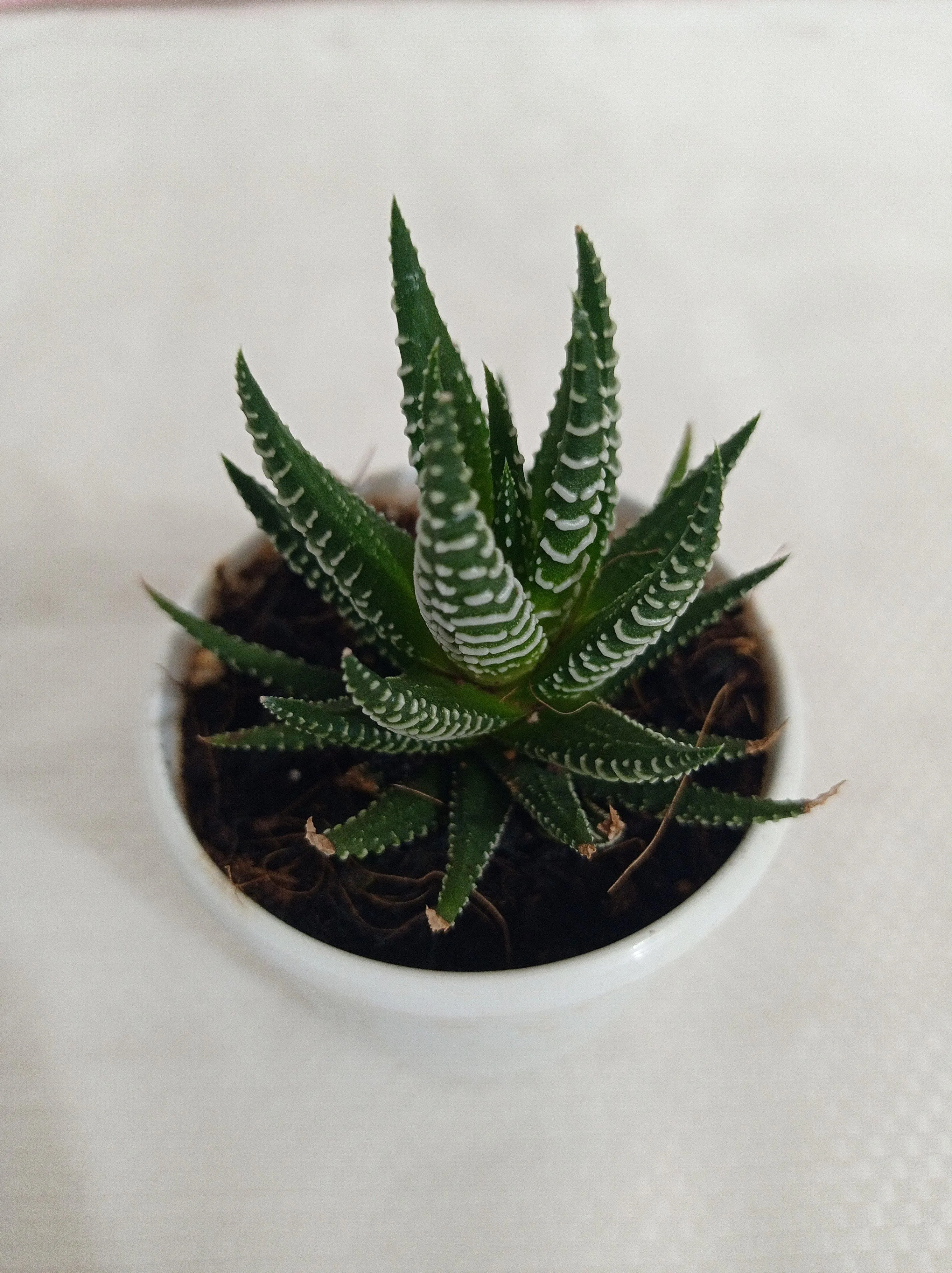 Haworthia Attenuata Zebra Succulent Plant