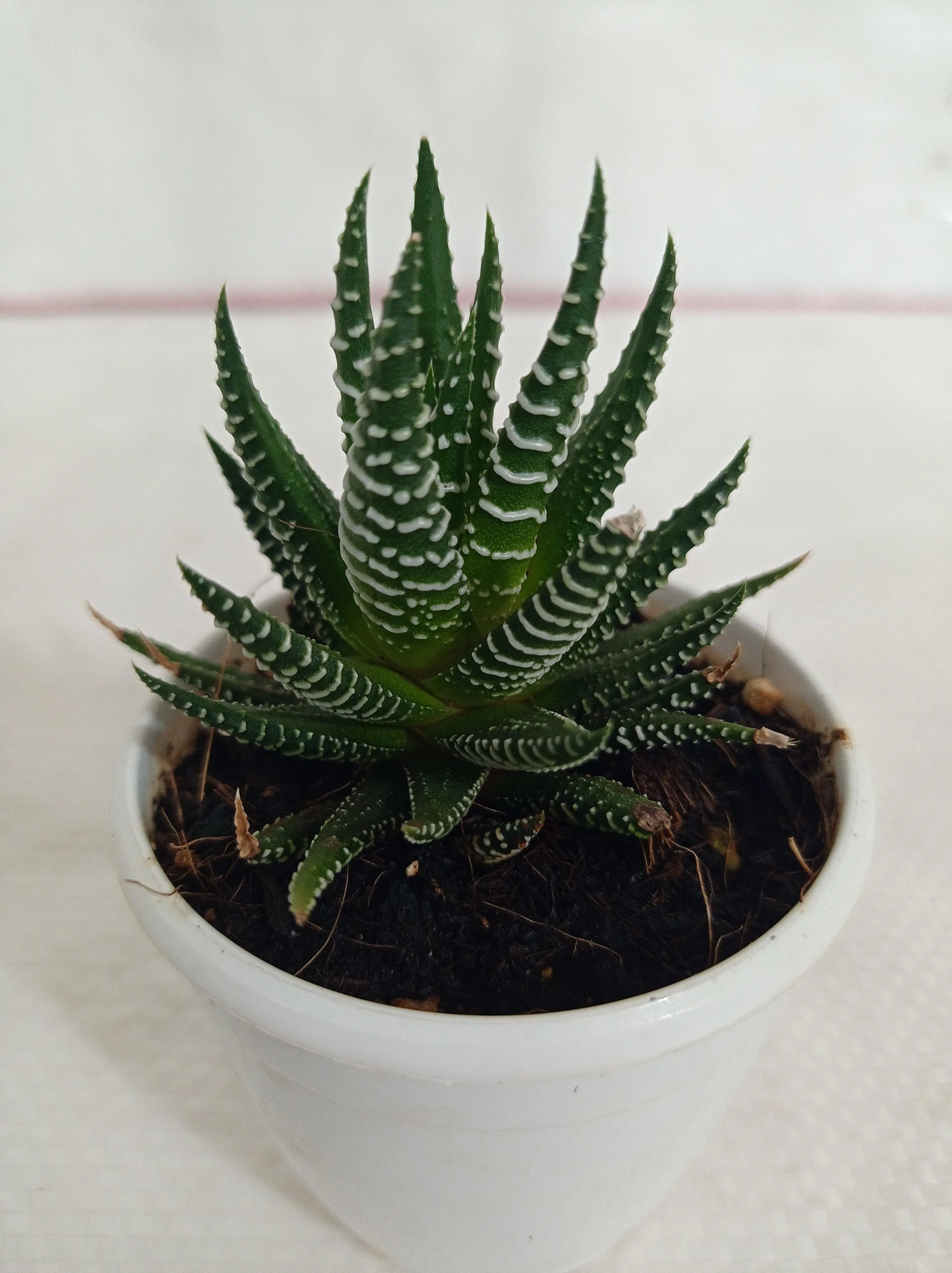 Haworthia Attenuata Zebra Succulent Plant