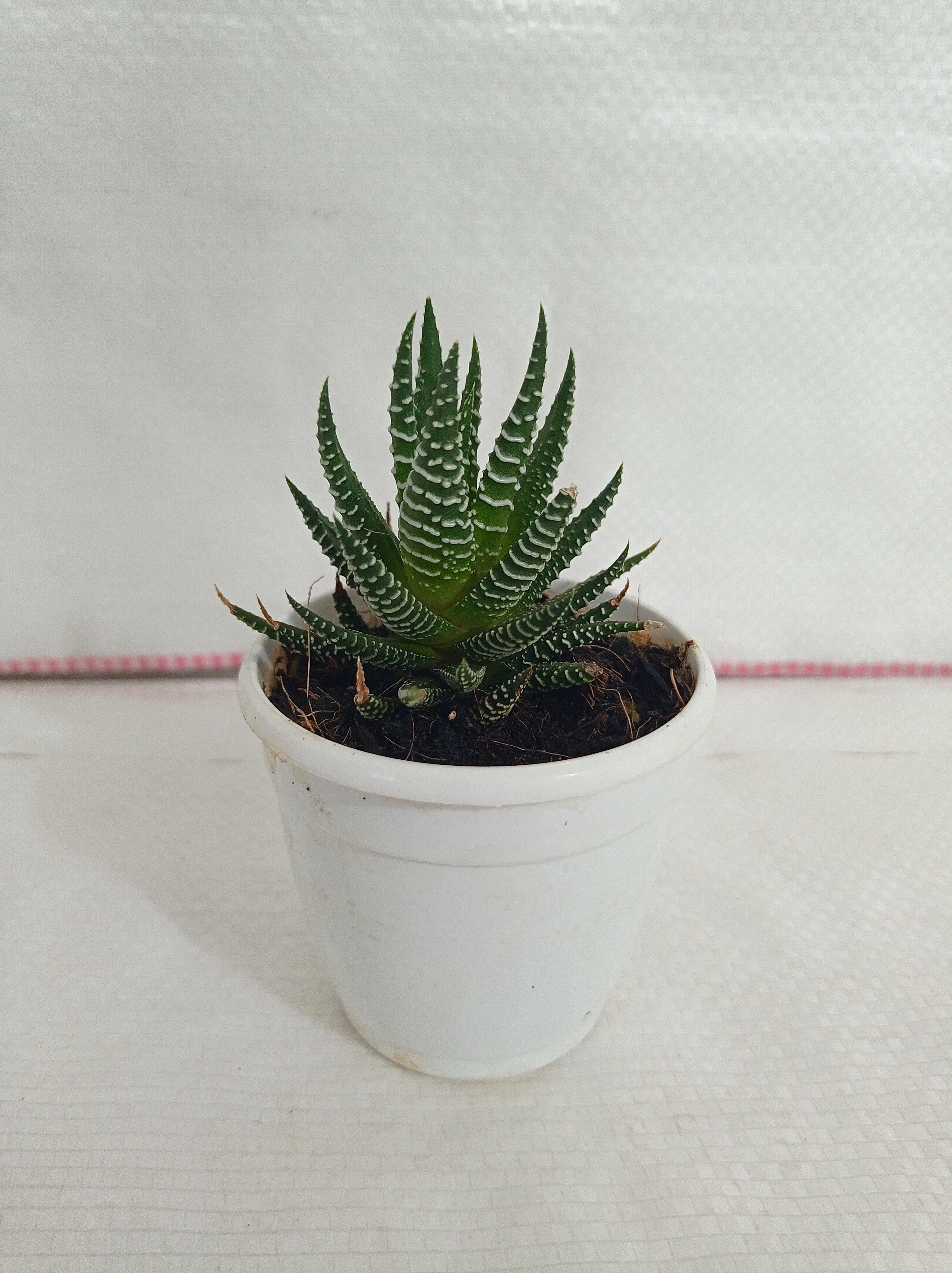 Haworthia Attenuata Zebra Succulent Plant