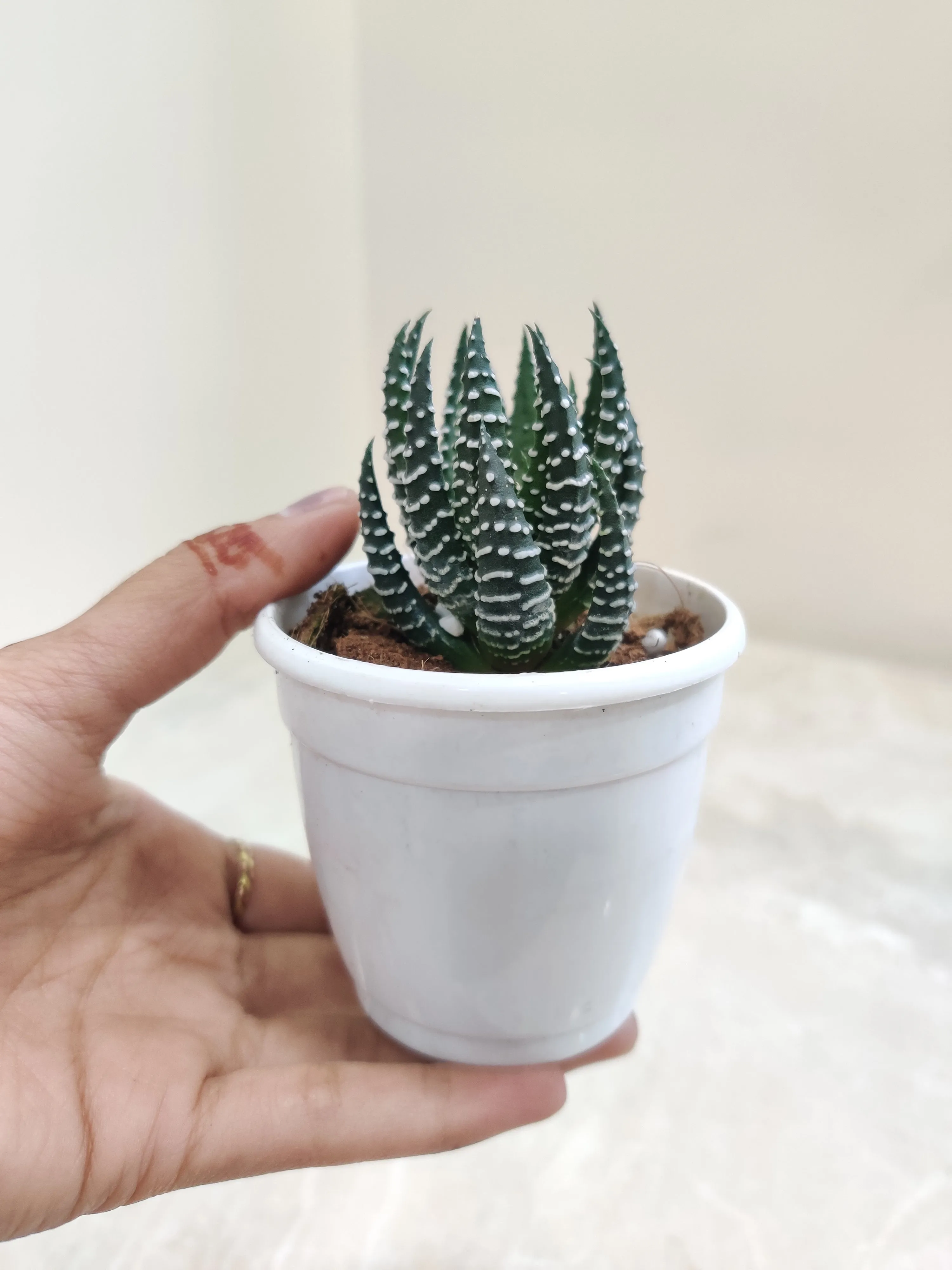 Haworthia  Coarctata Tropica Succulent