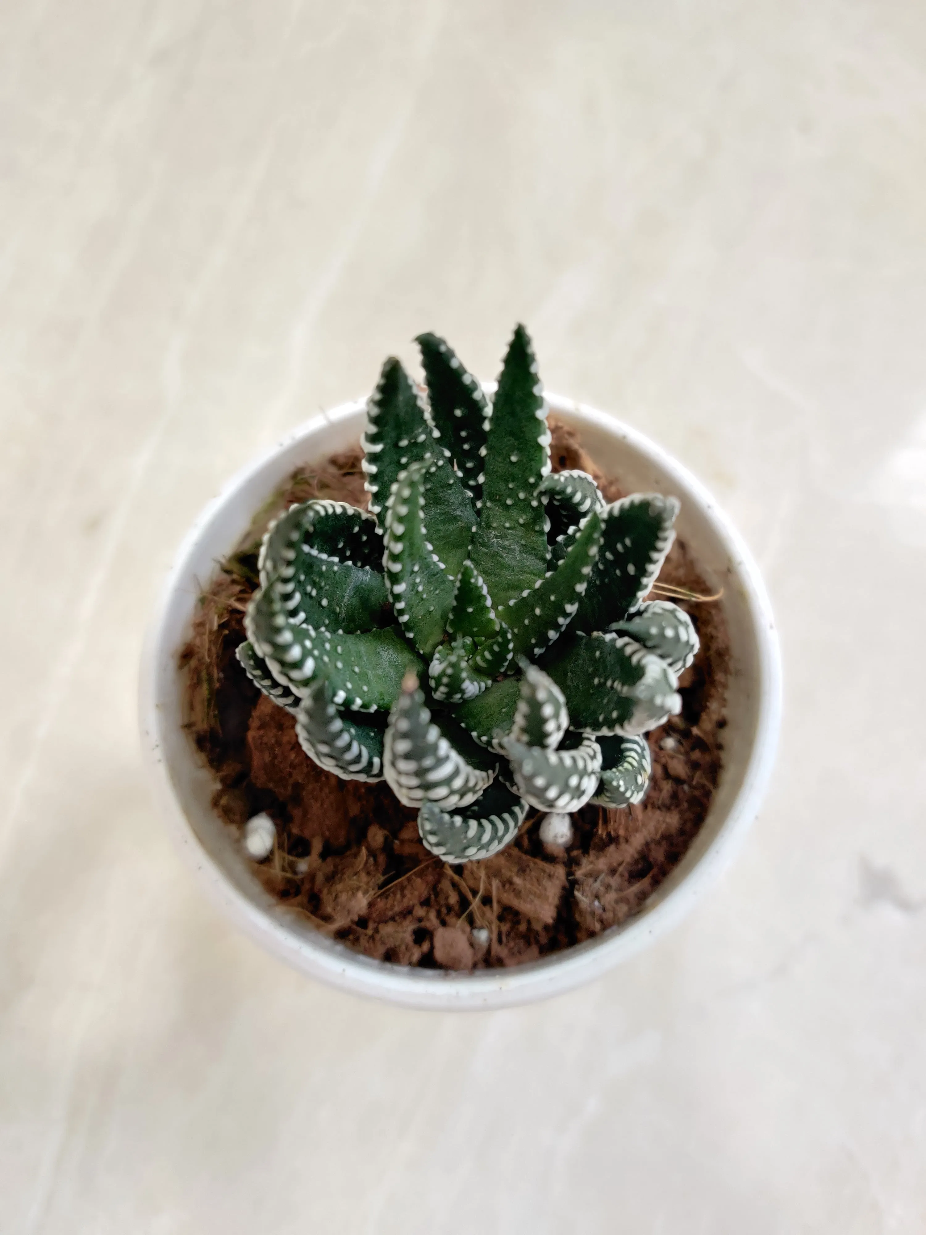 Haworthia  Coarctata Tropica Succulent