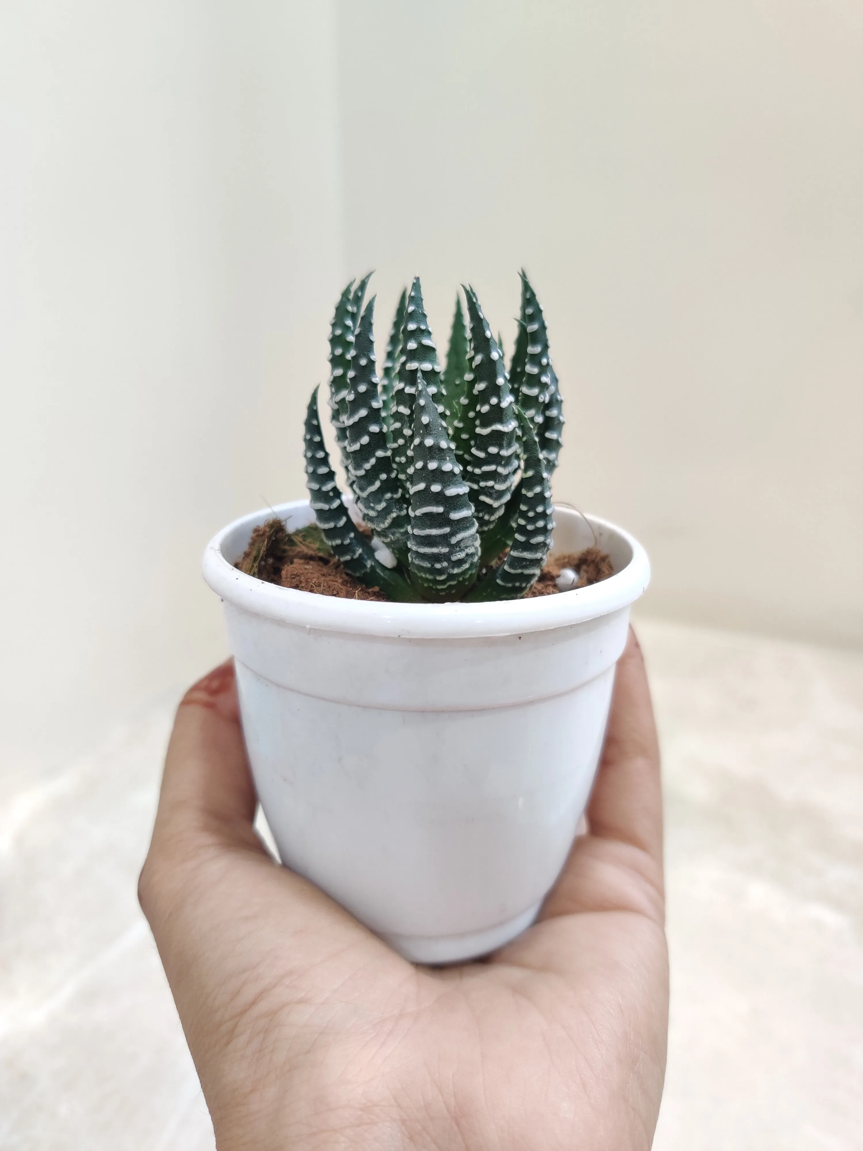 Haworthia  Coarctata Tropica Succulent