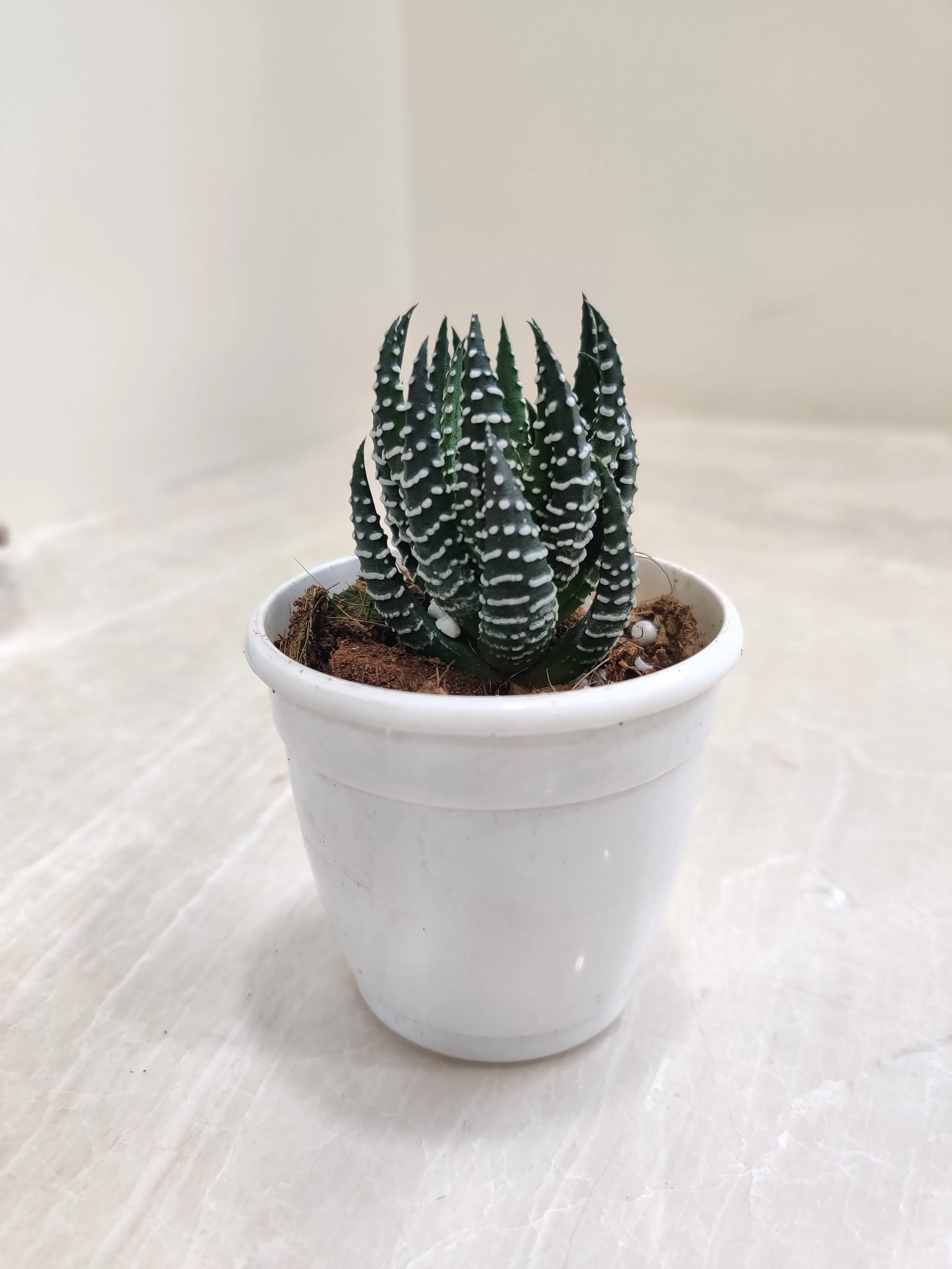 Haworthia  Coarctata Tropica Succulent