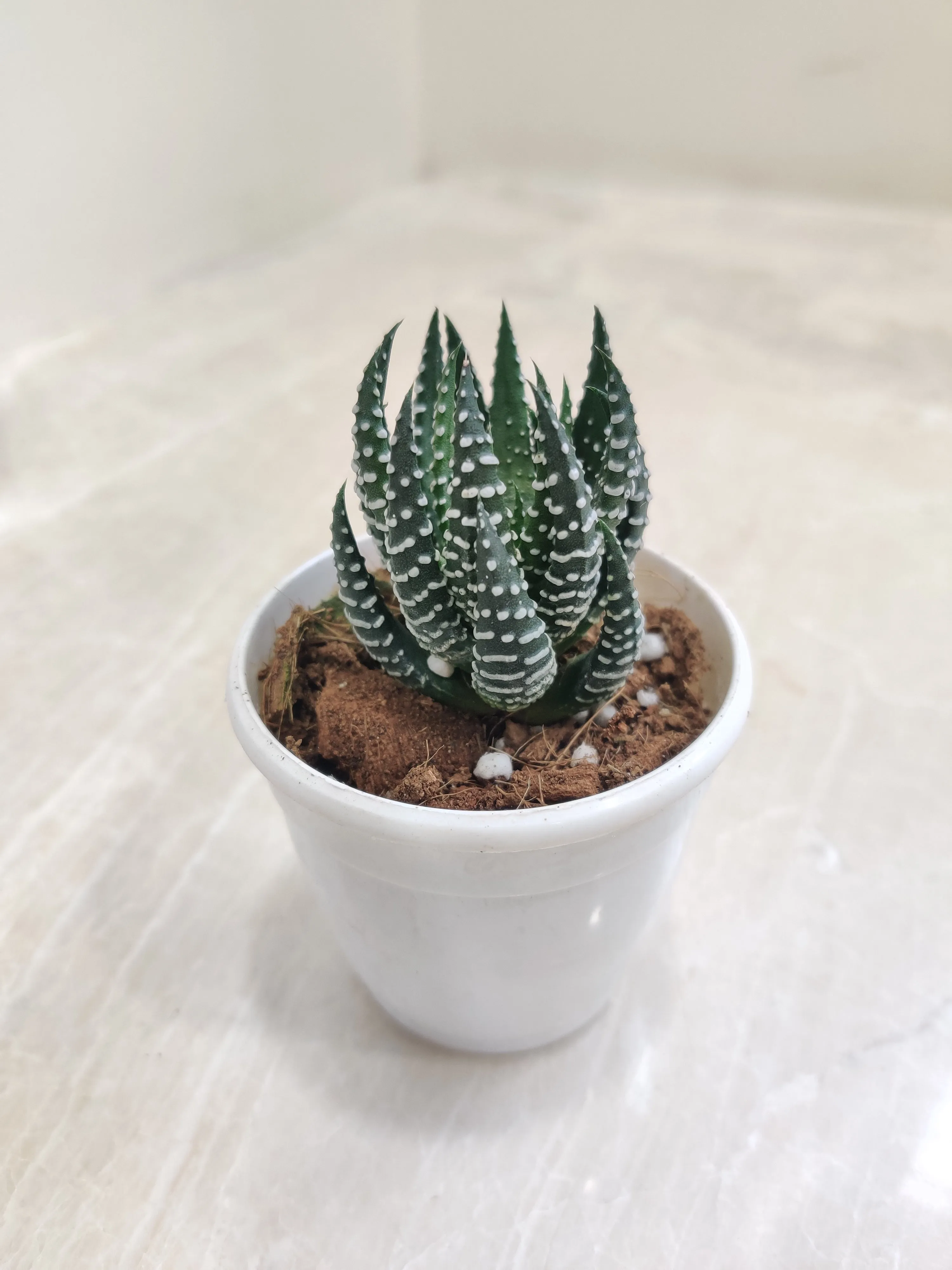 Haworthia  Coarctata Tropica Succulent