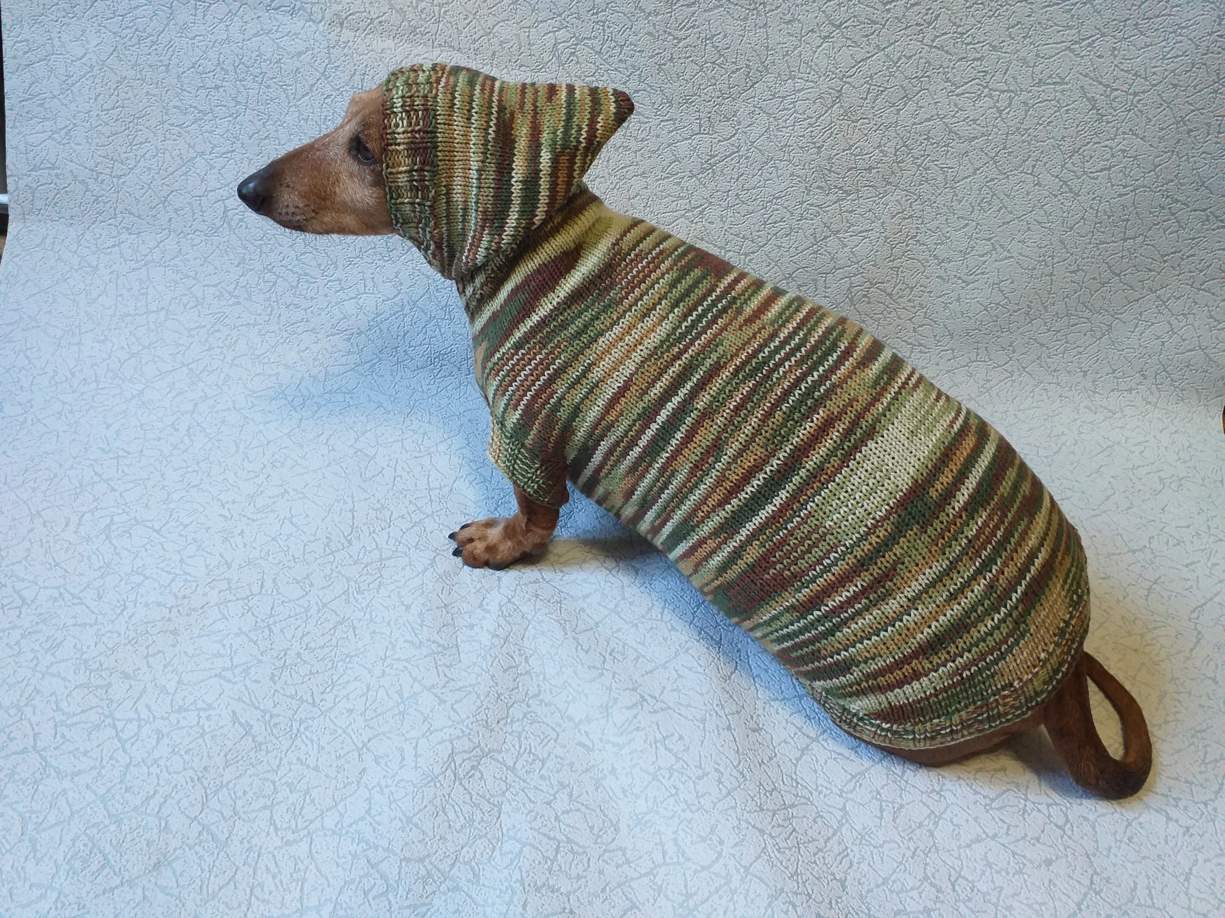 Military hooded sweater for dachshund or small dog, camouflage hoodie for dachshund