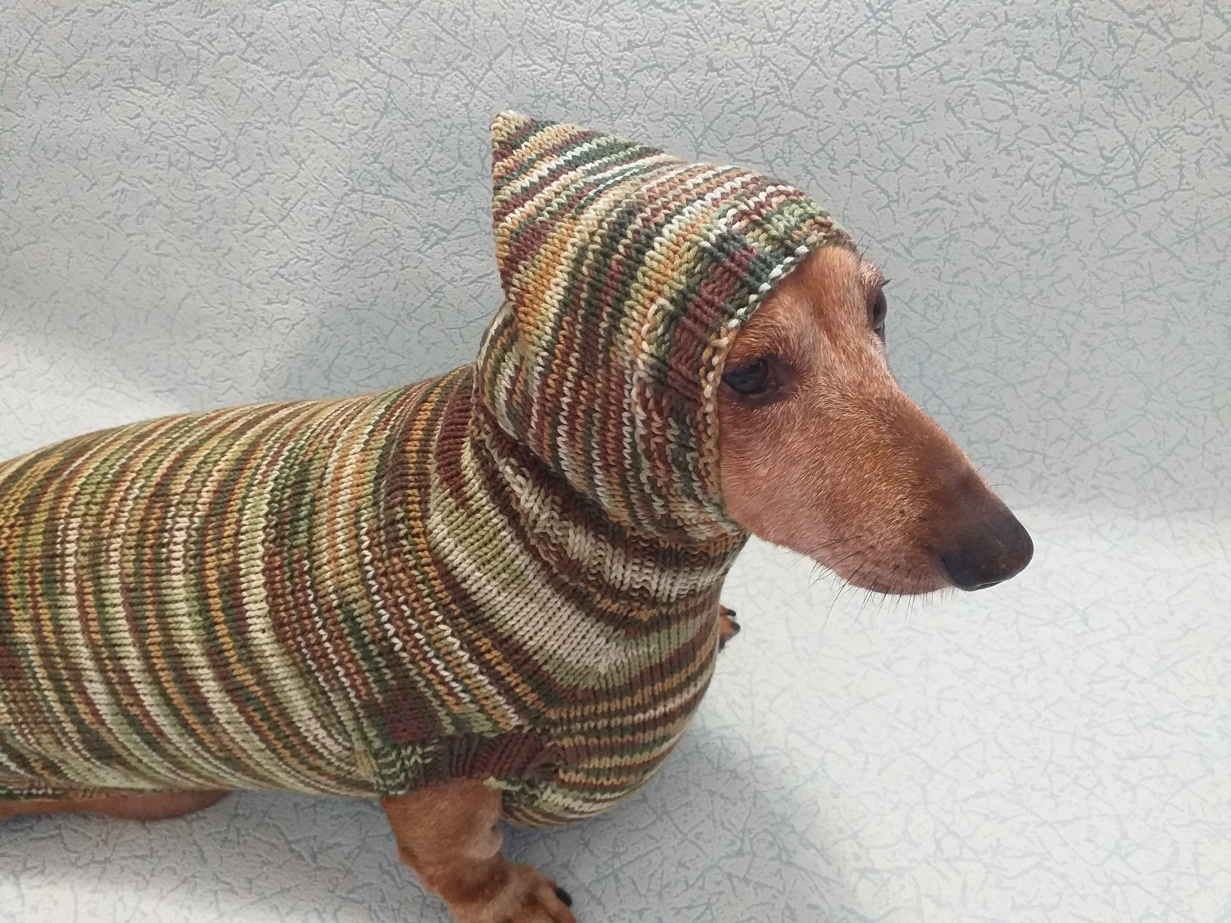 Military hooded sweater for dachshund or small dog, camouflage hoodie for dachshund