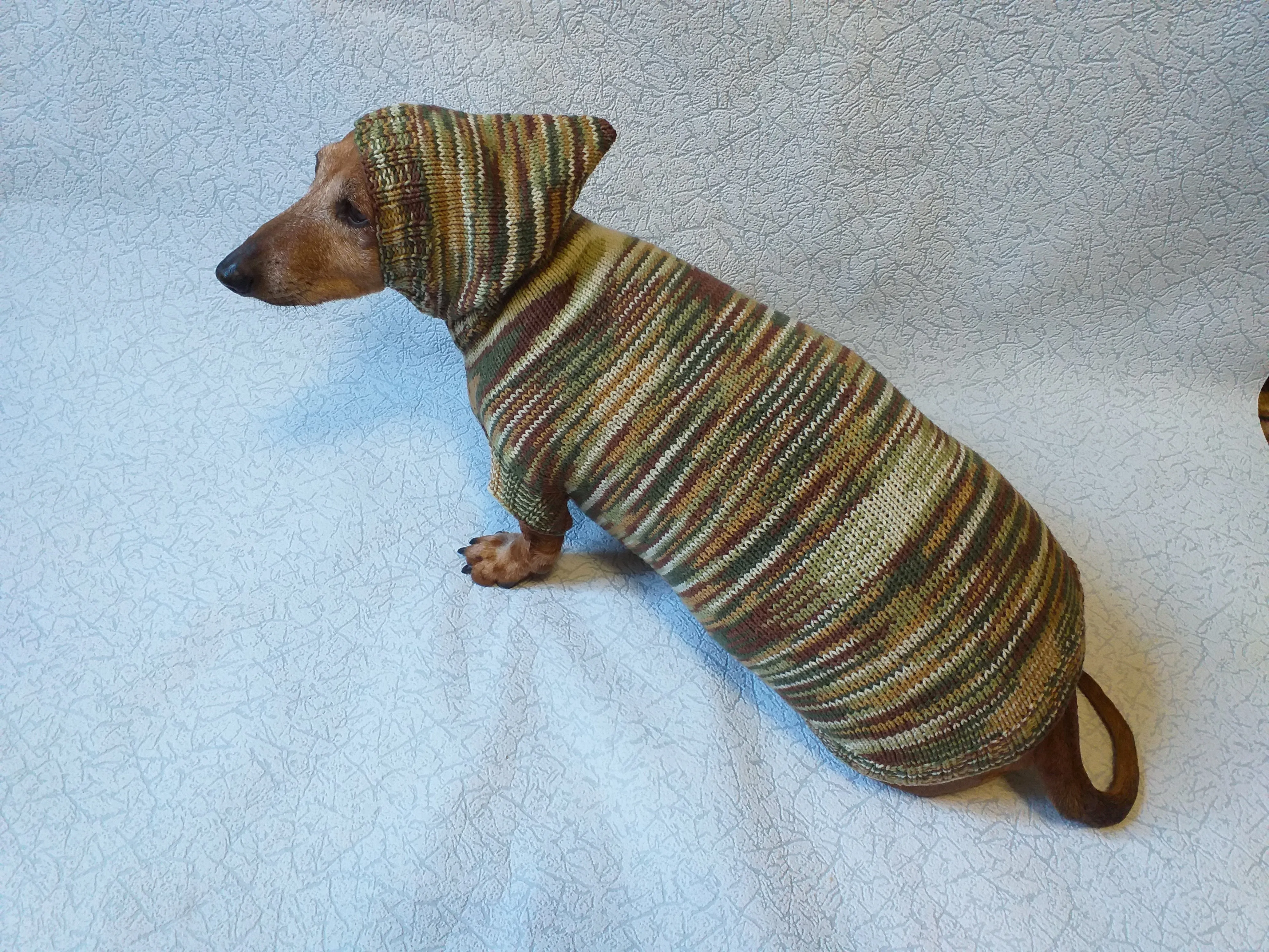 Military hooded sweater for dachshund or small dog, camouflage hoodie for dachshund